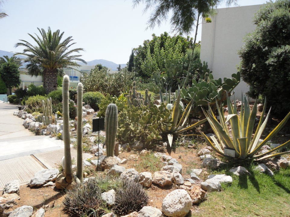 Ogród allsun Hotel Malia Beach