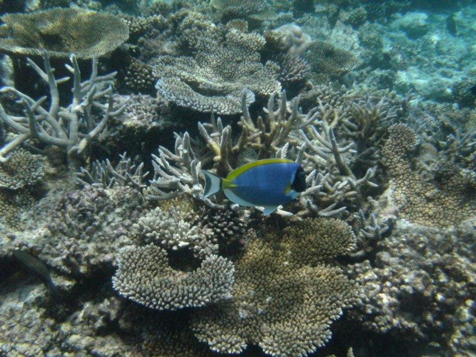 Hausriff Angaga Island Resort