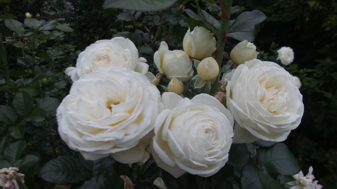Gartenanlage Bärnsteinhof Gasthof mit Herz
