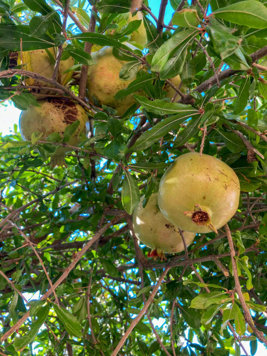 Außenansicht Fodele Beach & Water Park Holiday Resort