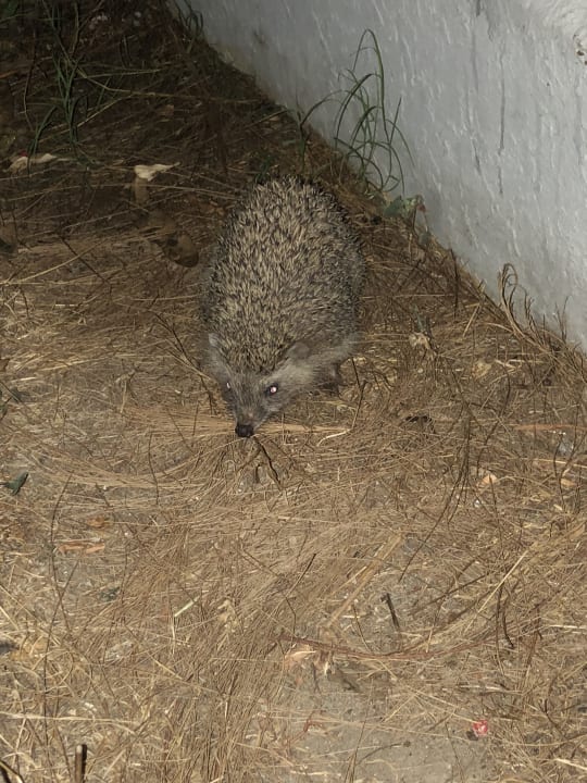 Gartenanlage Aydinbey Kings Palace & Spa