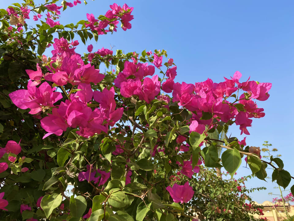 Gartenanlage Steigenberger Coraya Beach - Adults only