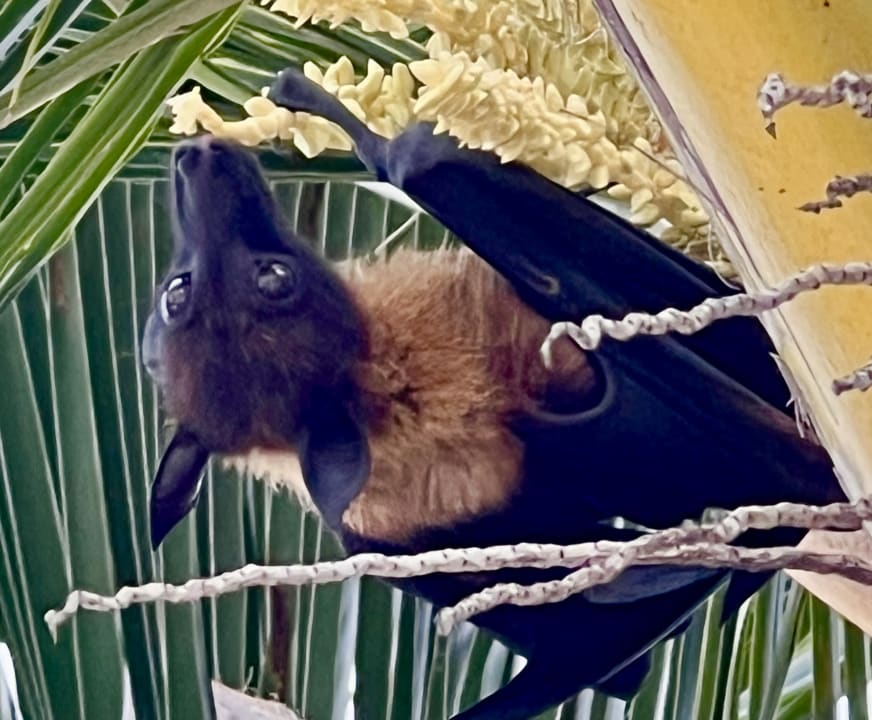 Gartenanlage Adaaran Select Meedhupparu Island Resort - Premium All Inclusive