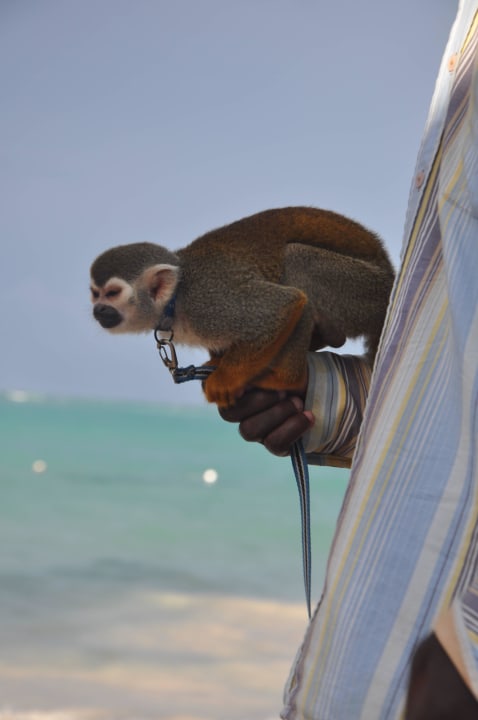 Grand Palladium Hotel Grand Palladium Select Bávaro Resort & Spa