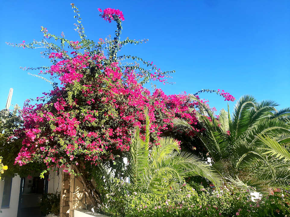 Gartenanlage Ekaterini Hotel