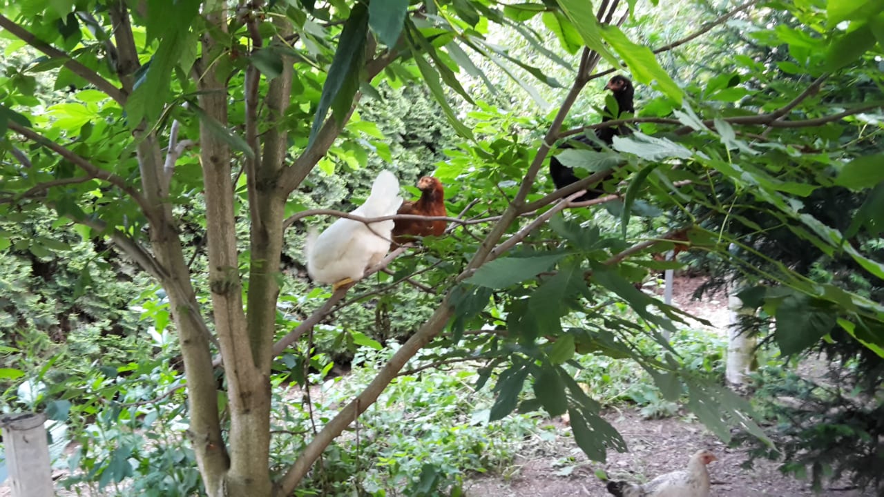 "Gartenanlage" Landgasthof Zur Goldenen Aue (Nordhausen) • HolidayCheck