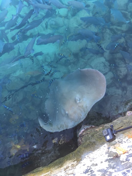 Fischfütterung am Steg Summer Island Maldives