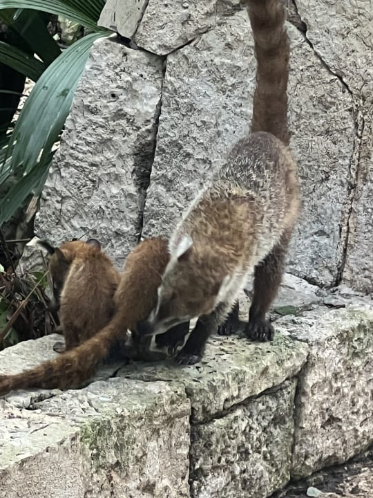 Gartenanlage Catalonia Royal Tulum Beach & Spa Resort - Adults only