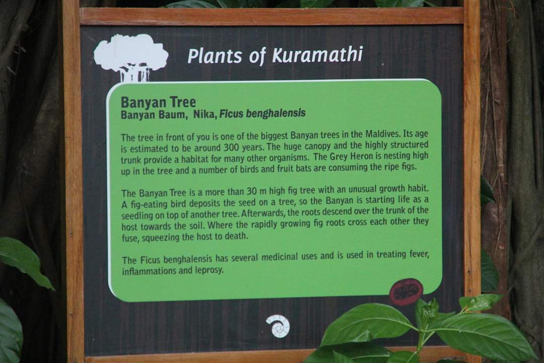 Baum Kuramathi Maldives