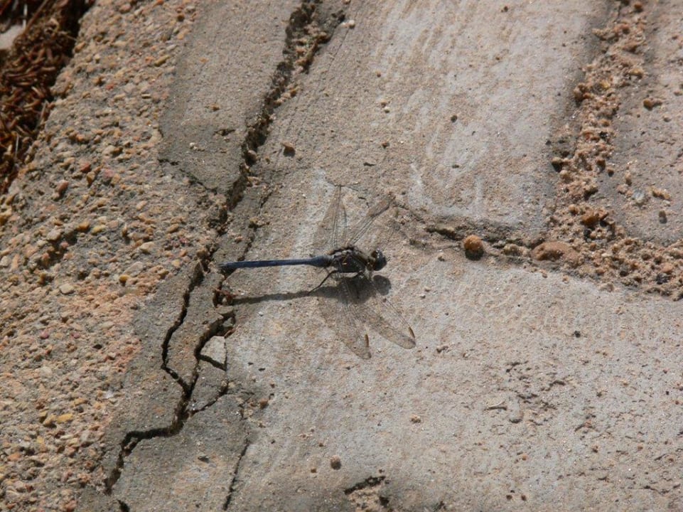 Libelle Iberostar Waves Mehari Djerba
