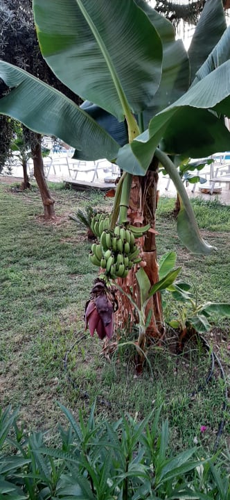 Gartenanlage Seaden Sea World Resort & Spa