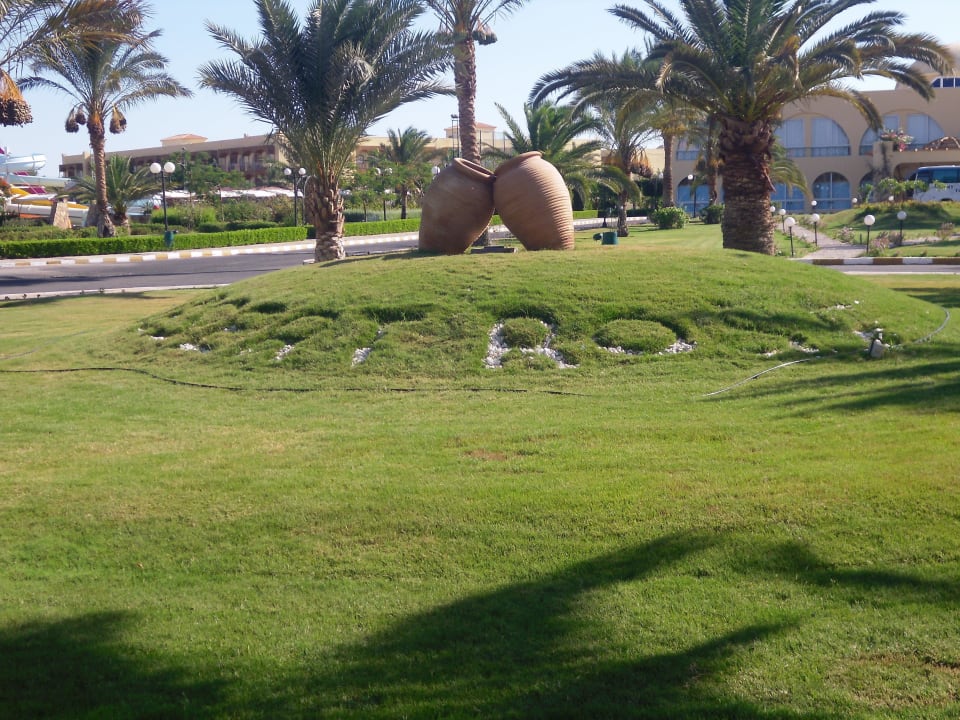 The garden  Desert Rose