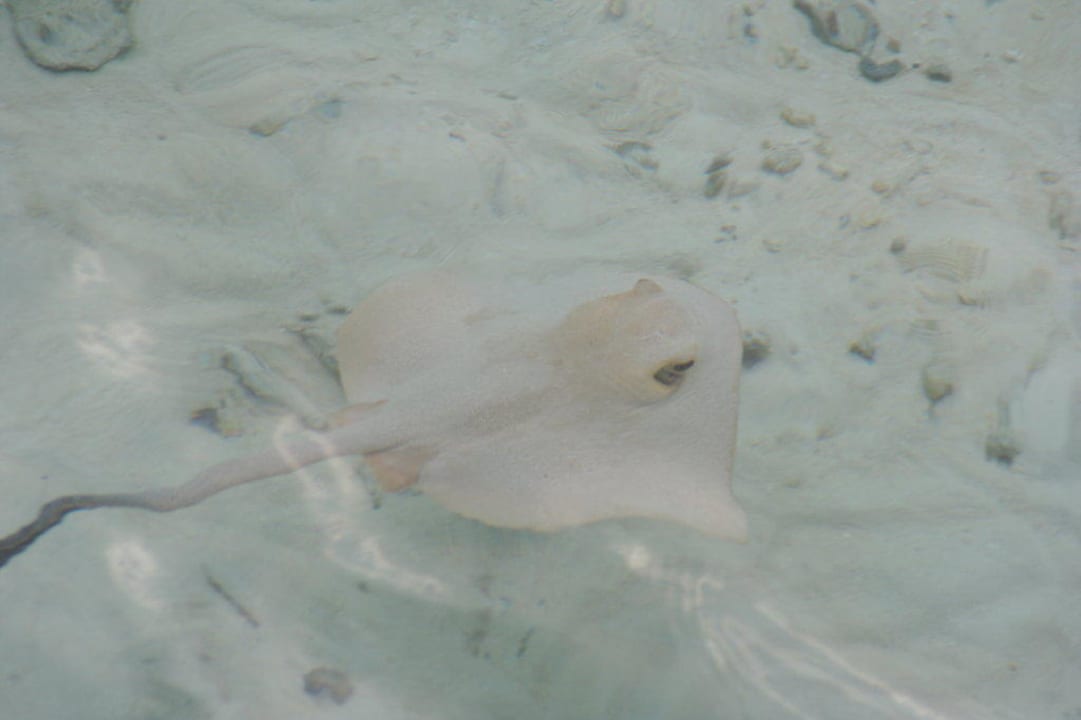 Rochen vor unserer Watervilla 39 Constance Moofushi Maldives