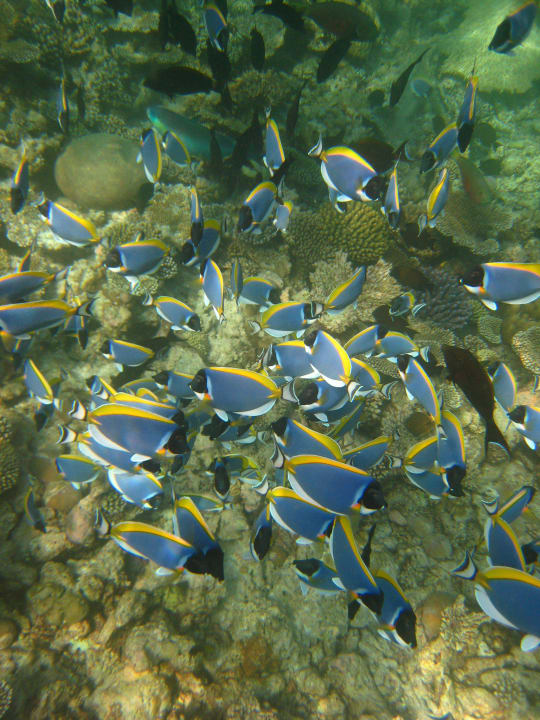 Beim Schnorchelausflug mit dem Hotel entdeckt Summer Island Maldives