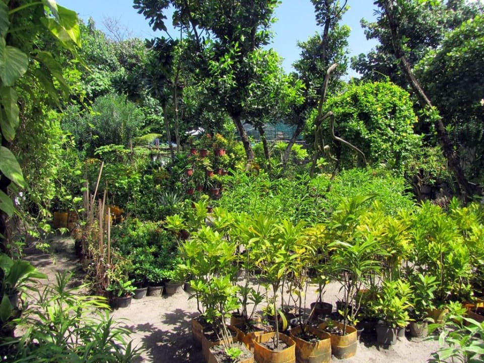 Reethi Garden NH Collection Maldives Reethi Resort