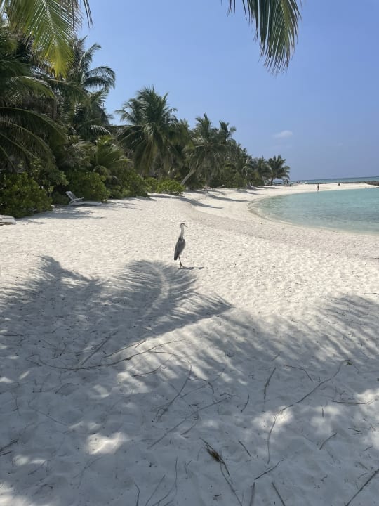 Strand Summer Island Maldives