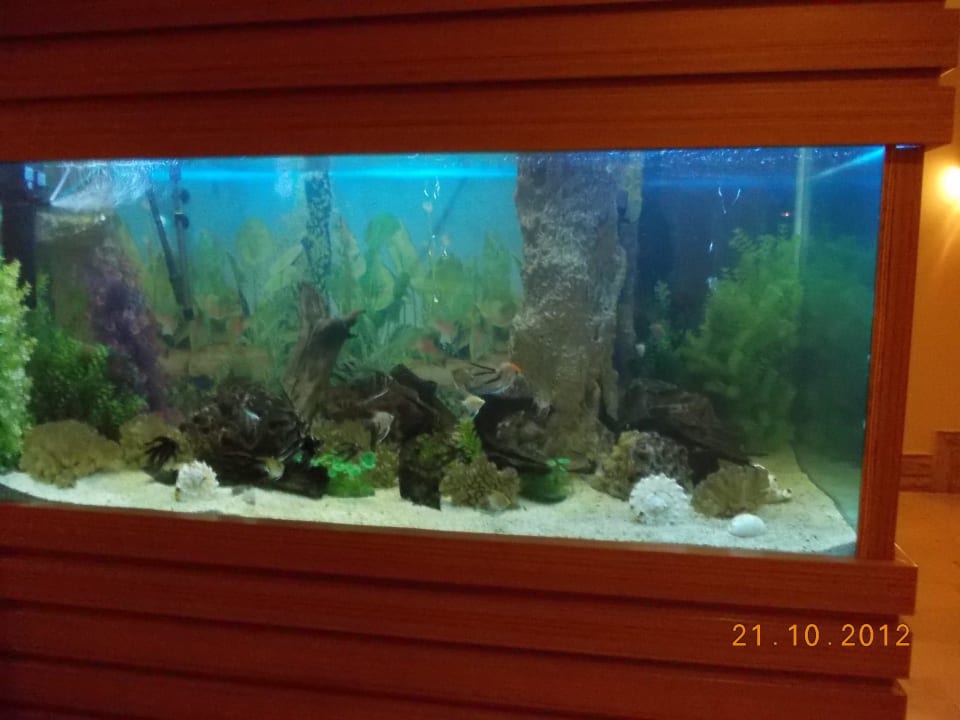Eines der Aquarien im Hotel Side Mare Resort & Spa