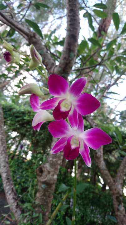 Gartenanlage The Grand Southsea Khaolak Beach Resort