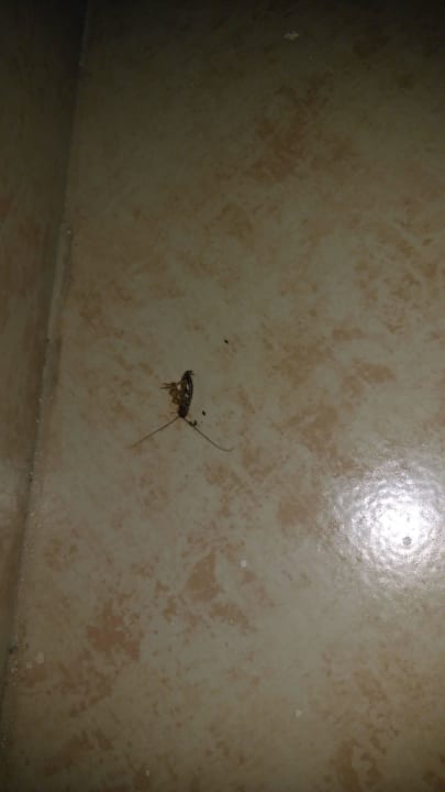 Kakerlake  Fort Arabesque Resort, Spa & Villas