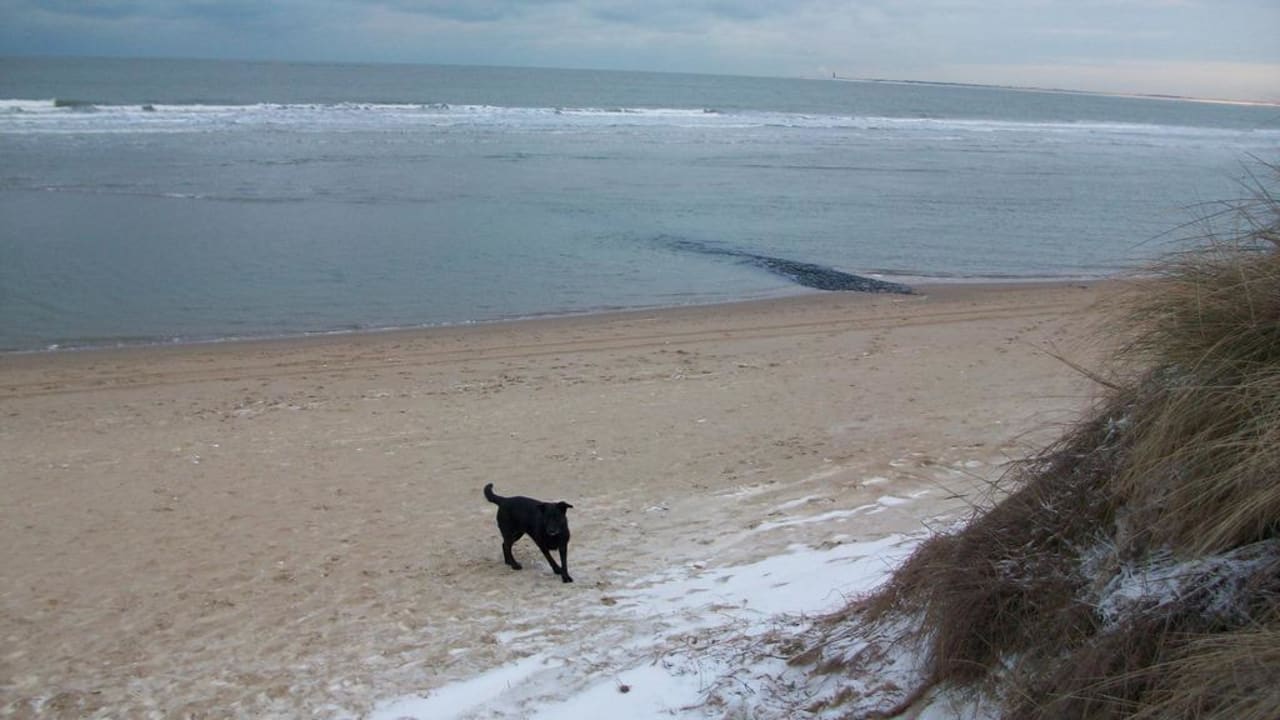 Der große dreckige Hund Hotel de Logerij Renesse