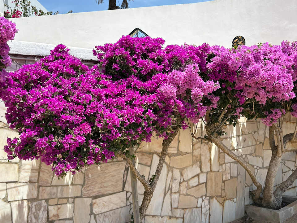 Gartenanlage Casa Três Palmeiras