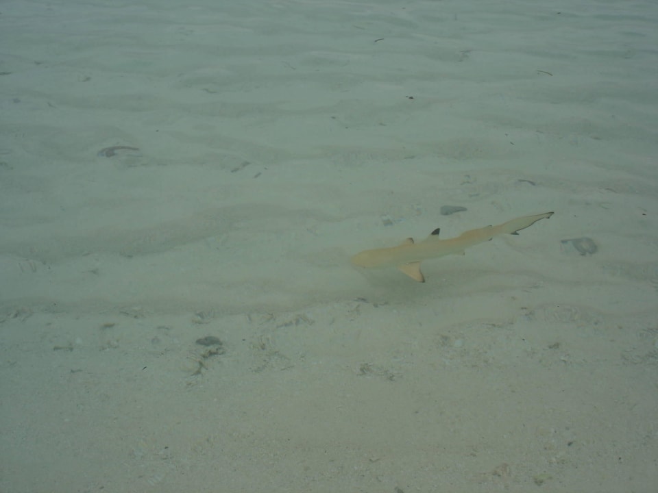 Kleiner Hai Kuramathi Maldives