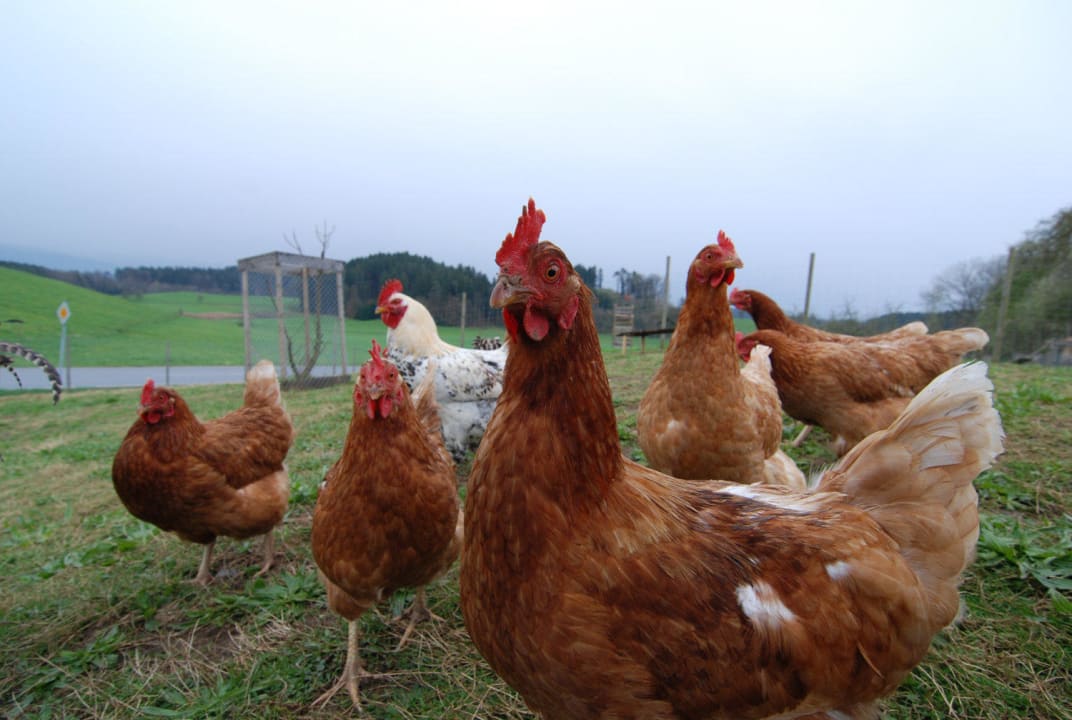 Urlaub mitten in der Natur Haus Sonnenschein
