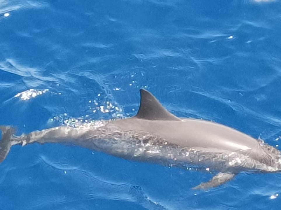 Sport & Freizeit Hotel Gorgonia Beach Resort