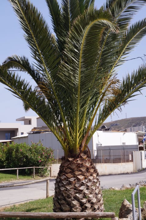 Ananaspalme Alianthos Garden Hotel