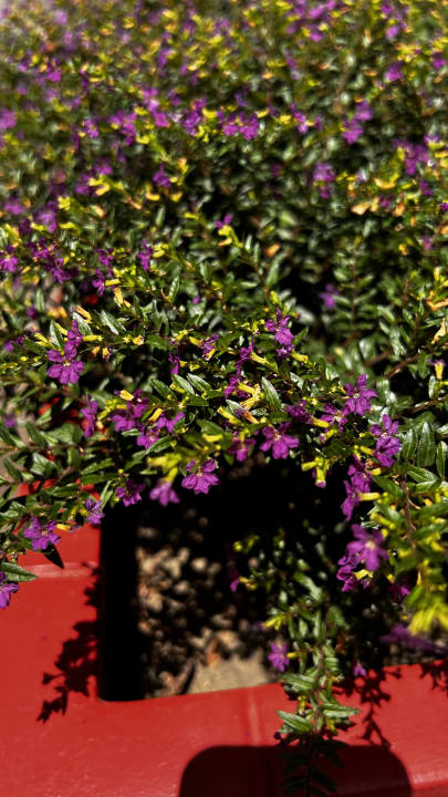 Sonstiges Seaden Valentine Resort & Spa