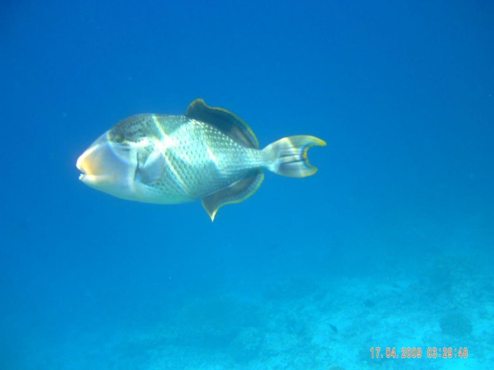 Der war schon echt groß Embudu Village