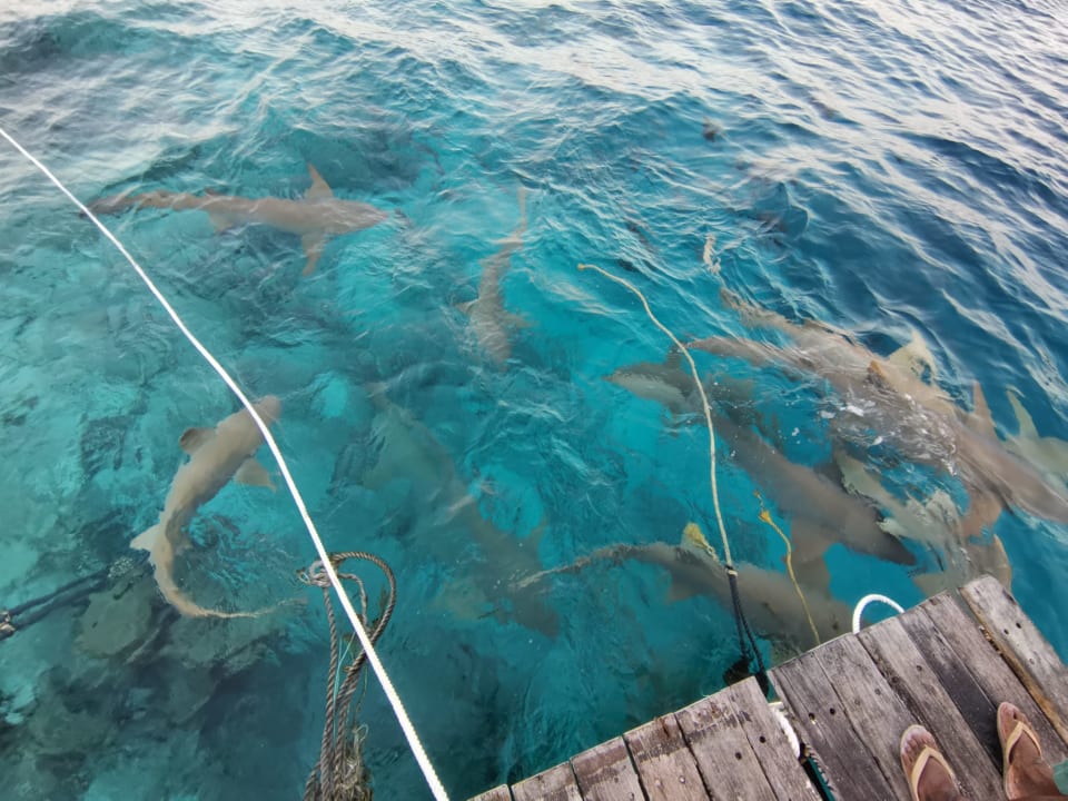 Ausblick Adaaran Club Rannalhi - All Inclusive