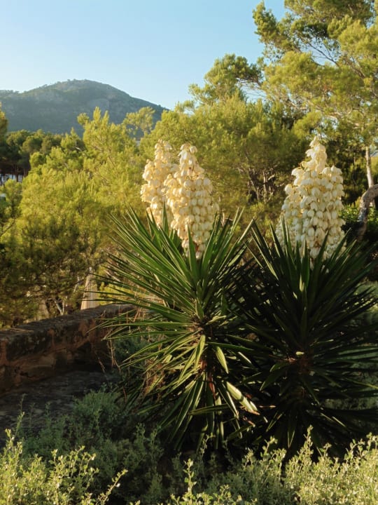 Gartenanlage Universal Hotel Lido Park & Spa