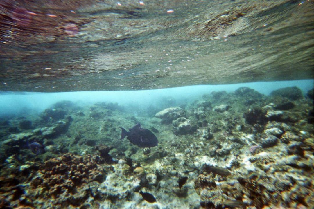 Unterwasser Serenity Alpha Beach