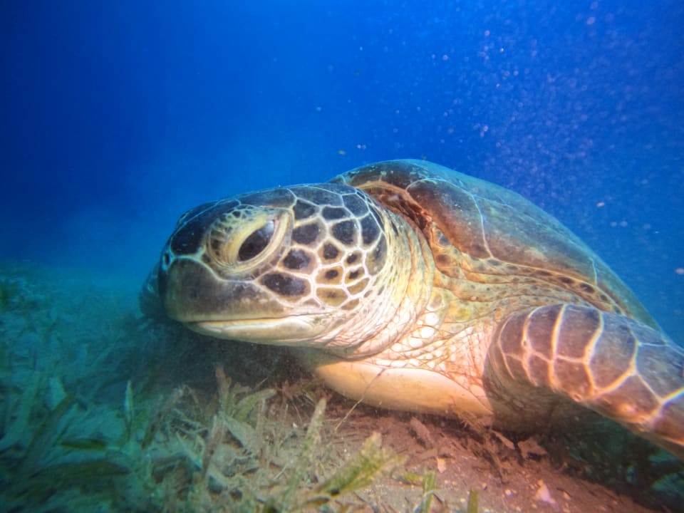 Sport & Freizeit Ghazala Beach