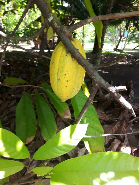 Gartenanlage Hotel Grand Palladium Palace Resort, Spa & Casino