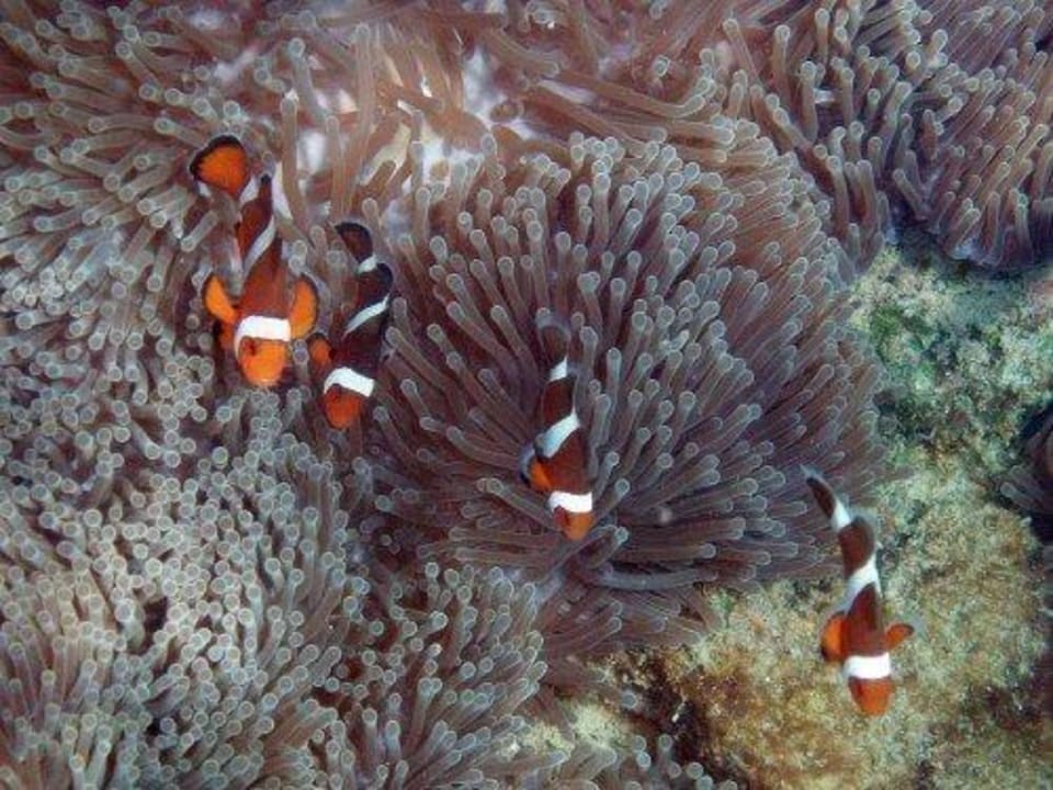 Schnorcheln vor dem Pansand Resort Hotel Pansand Resort