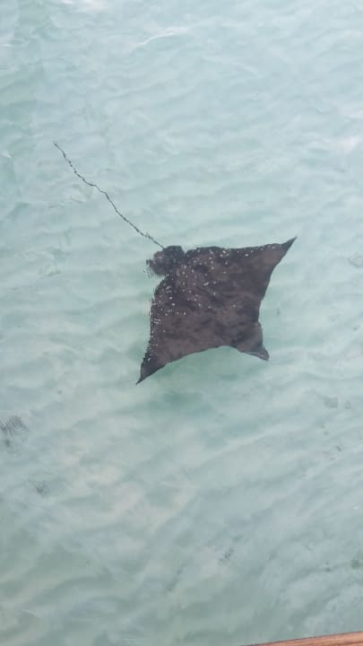 Strand Veligandu Maldives Resort Island