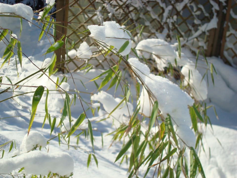 Winterimpression Bambus im Schnee Villa Relax - Ferienwohnungen mit Hallenbad & Relaxgarten