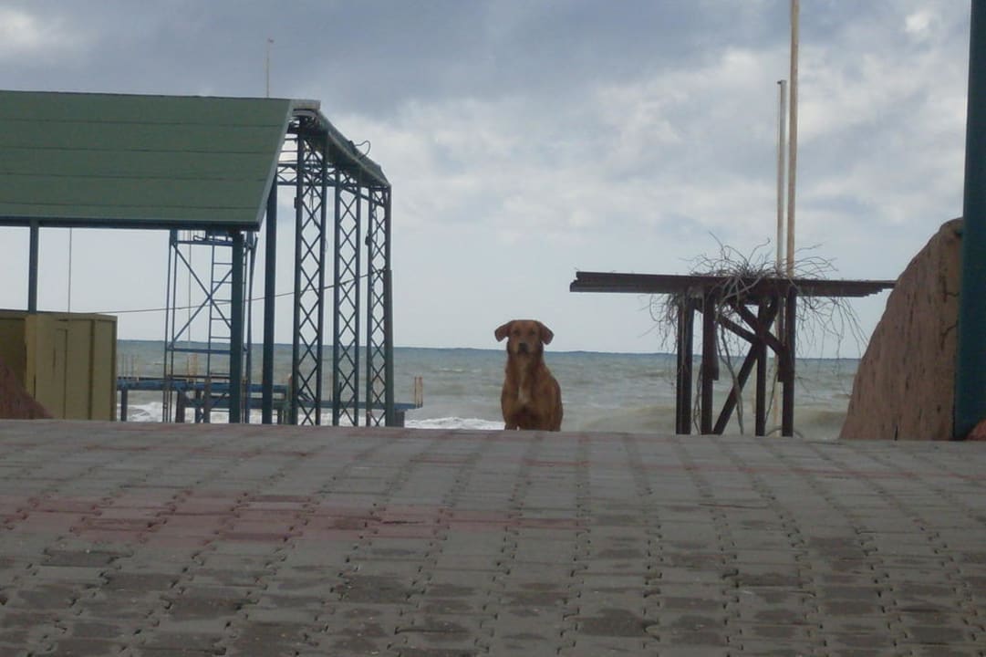 Strassenhund Selectum Family Resort Side