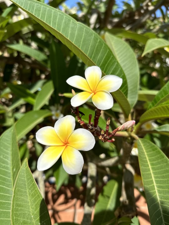 Gartenanlage Steigenberger Coraya Beach - Adults only