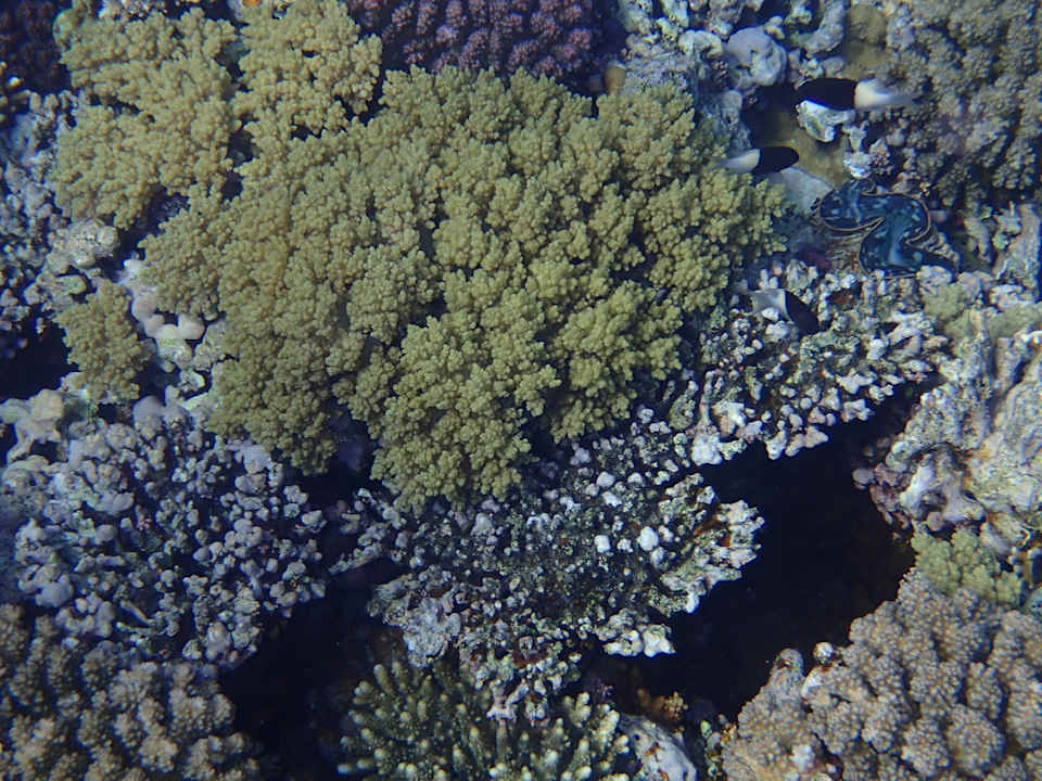 Strand Albatros Makadi Resort