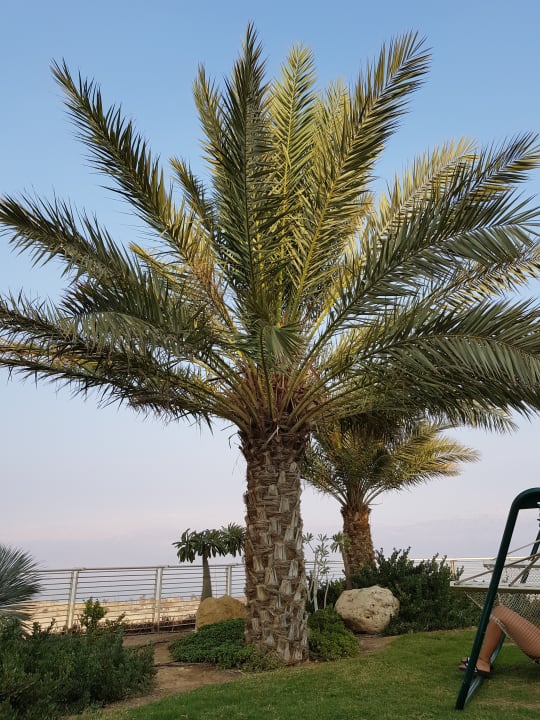 Gartenanlage Ein Gedi Kibbutz Hotel