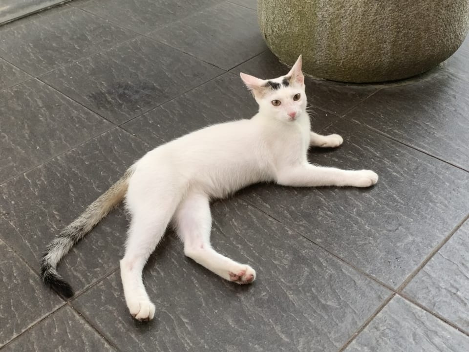 Sonstiges Taj Bentota Resort & Spa