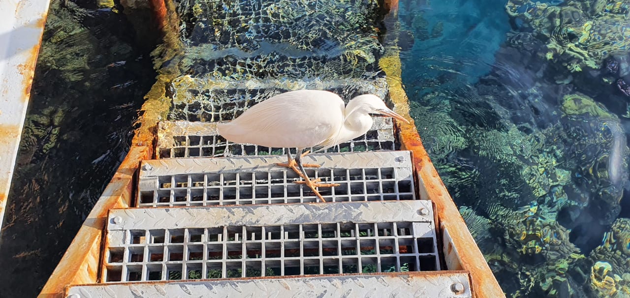 Sonstiges Steigenberger Coraya Beach - Adults only