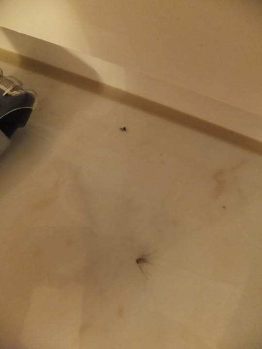 Tote Insekten im Bad Waldschlössl Silent Appartements