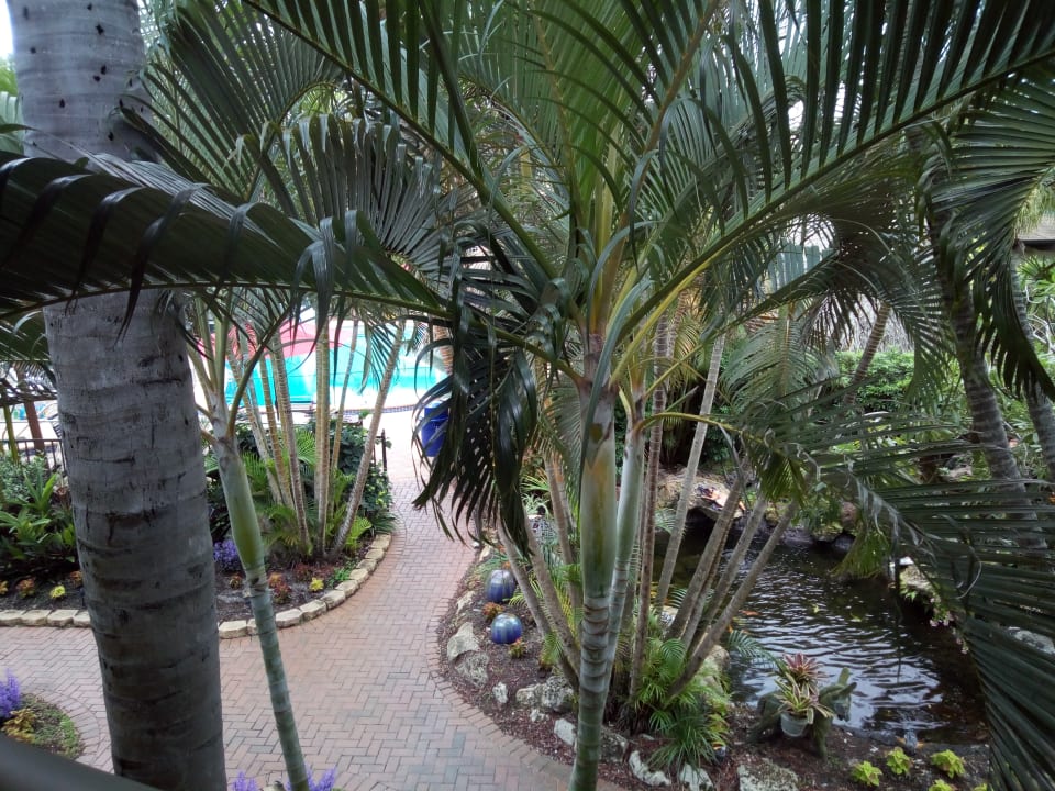 Pool Best Western Hotel Naples Inn & Suites