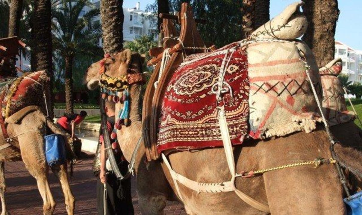 Motto-Abend Monachus Family Resort Sorgun