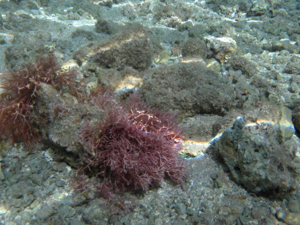 Strand Jaz Makadina