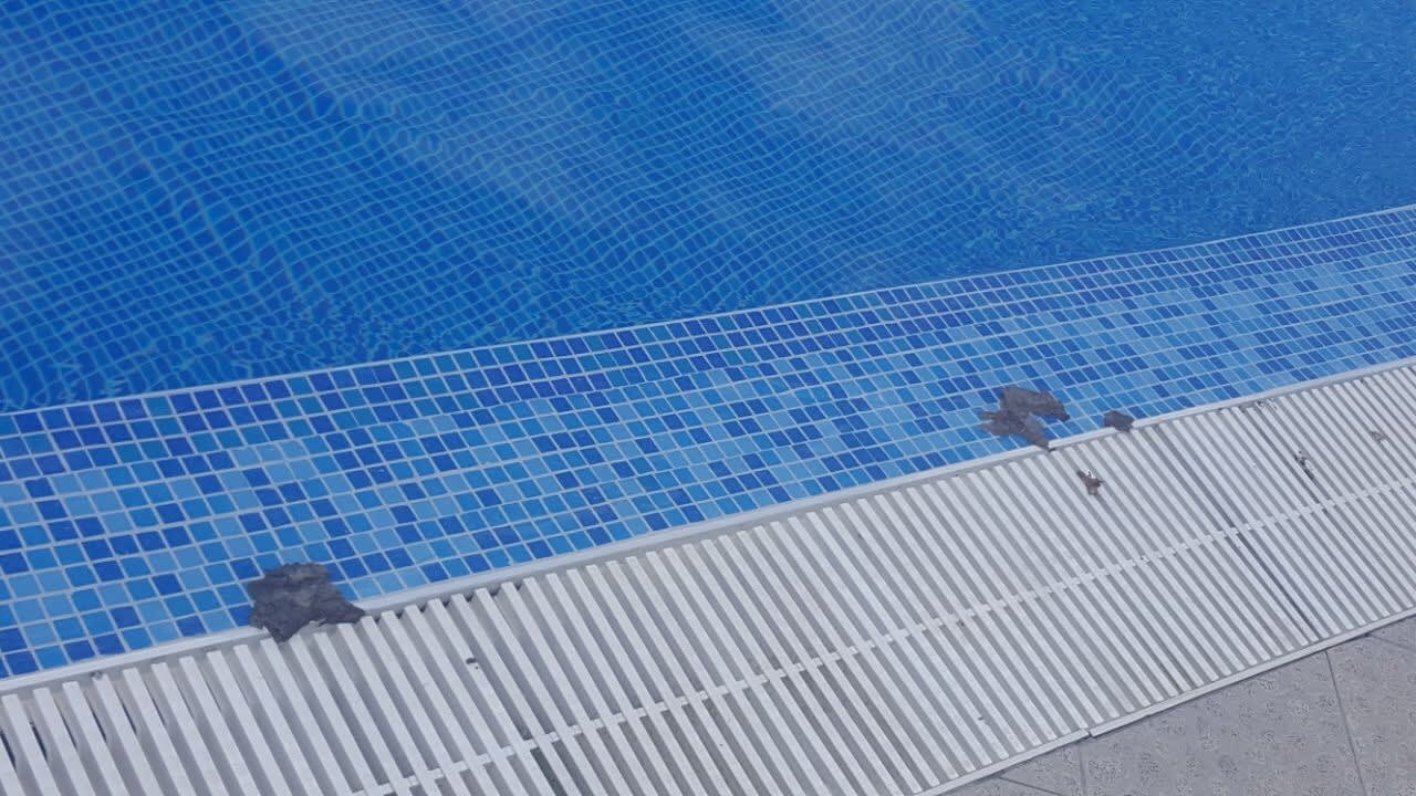 Pool DAS Club Hotel Sunny Beach